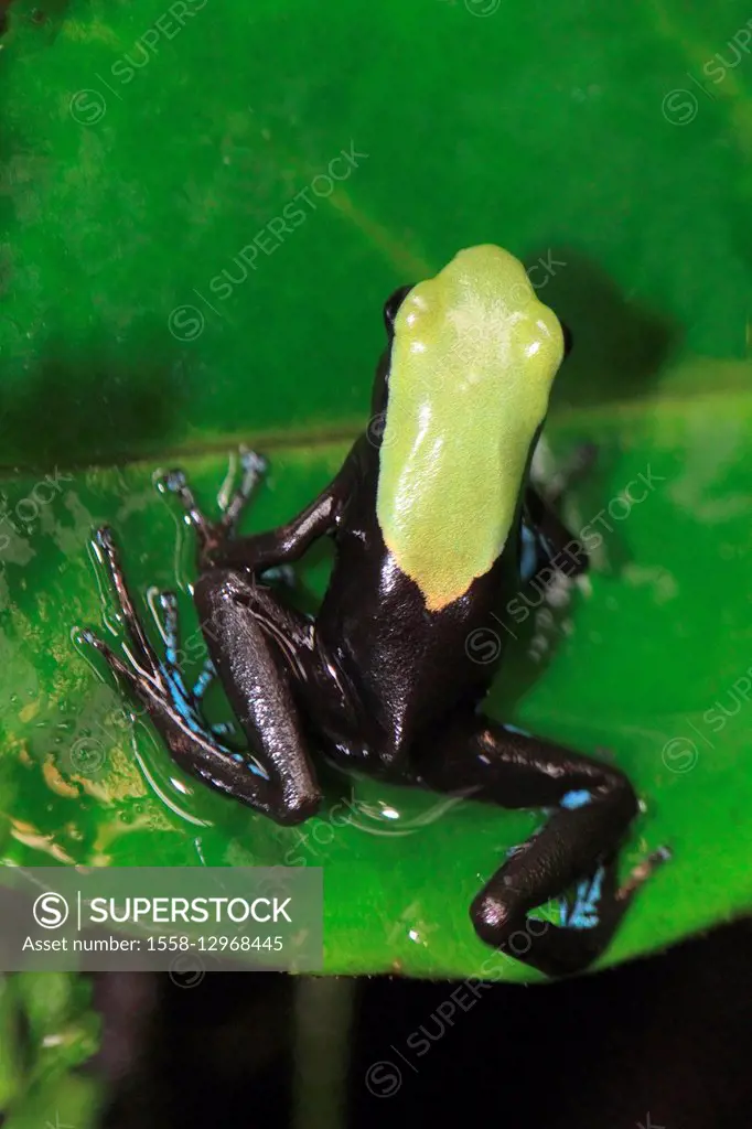 golden frog sitting on leaf, Mantella laevigata