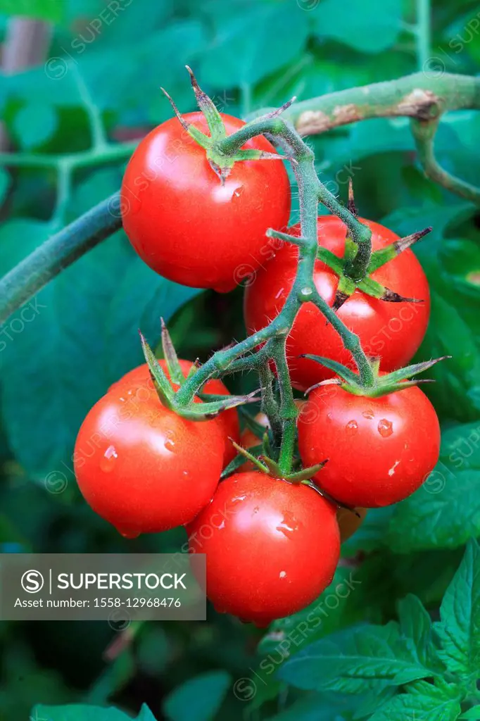 Tomatoes, Solanum