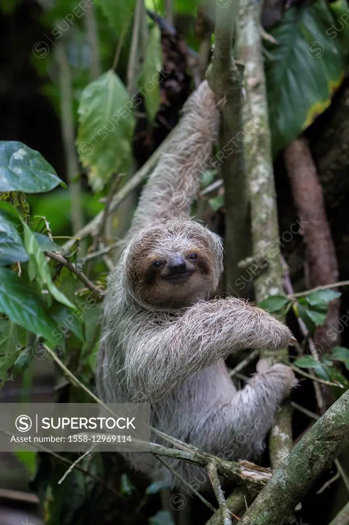 young sloth