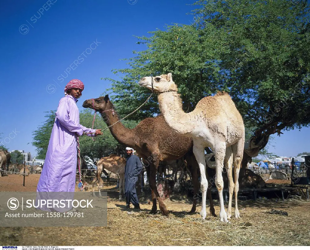 United Arabic Emirates, Dubai, Camel market,
