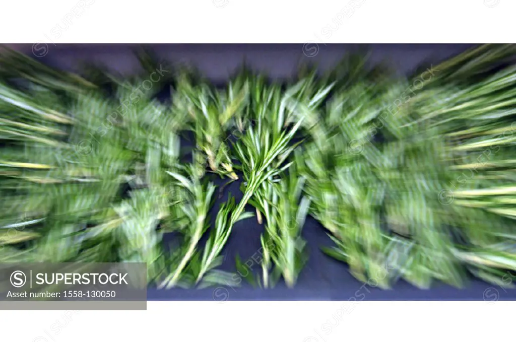 Rosemary branches, Movement, outside