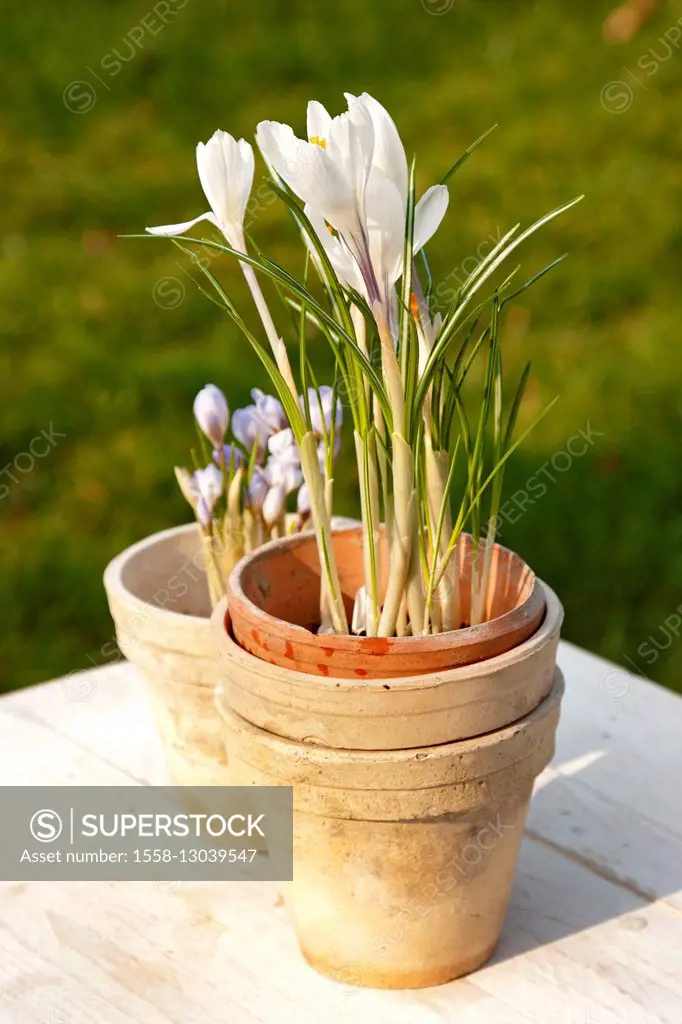 Spring, garden, flowerpot, plants,