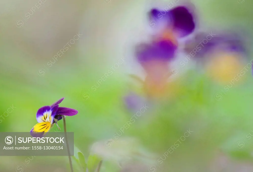 Wild pansy, viola tricolour, color,