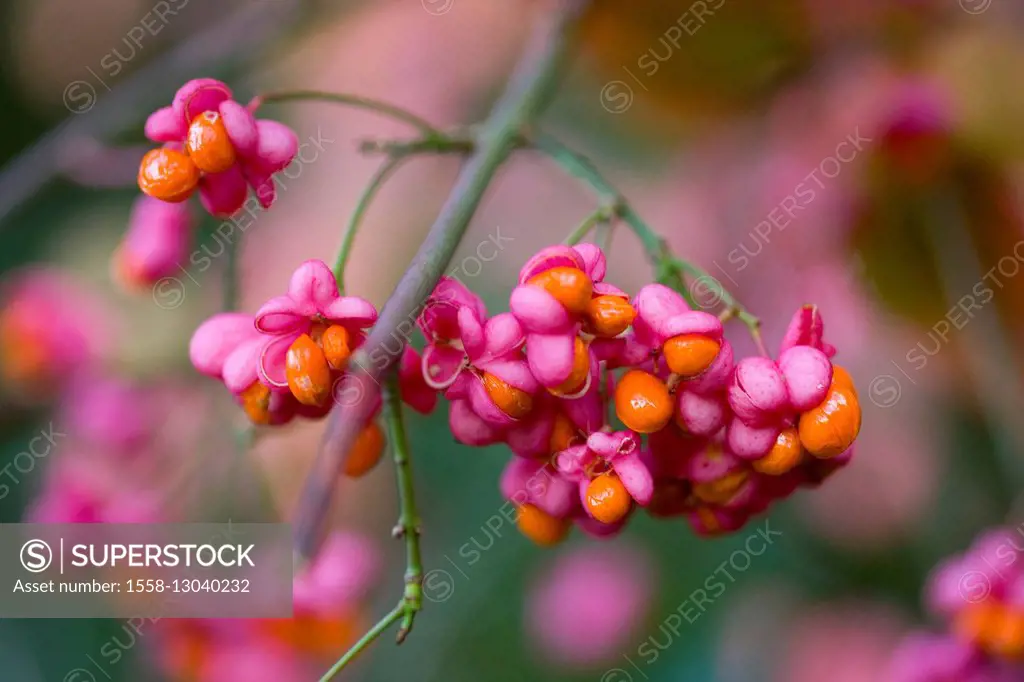 Fruits, spindle,