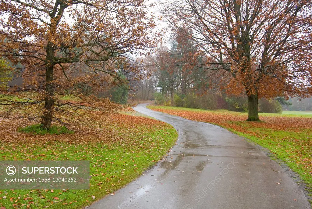 Wet, autumn day in the park, way,