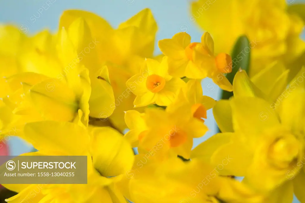 blossoms of wild daffodils, detail,