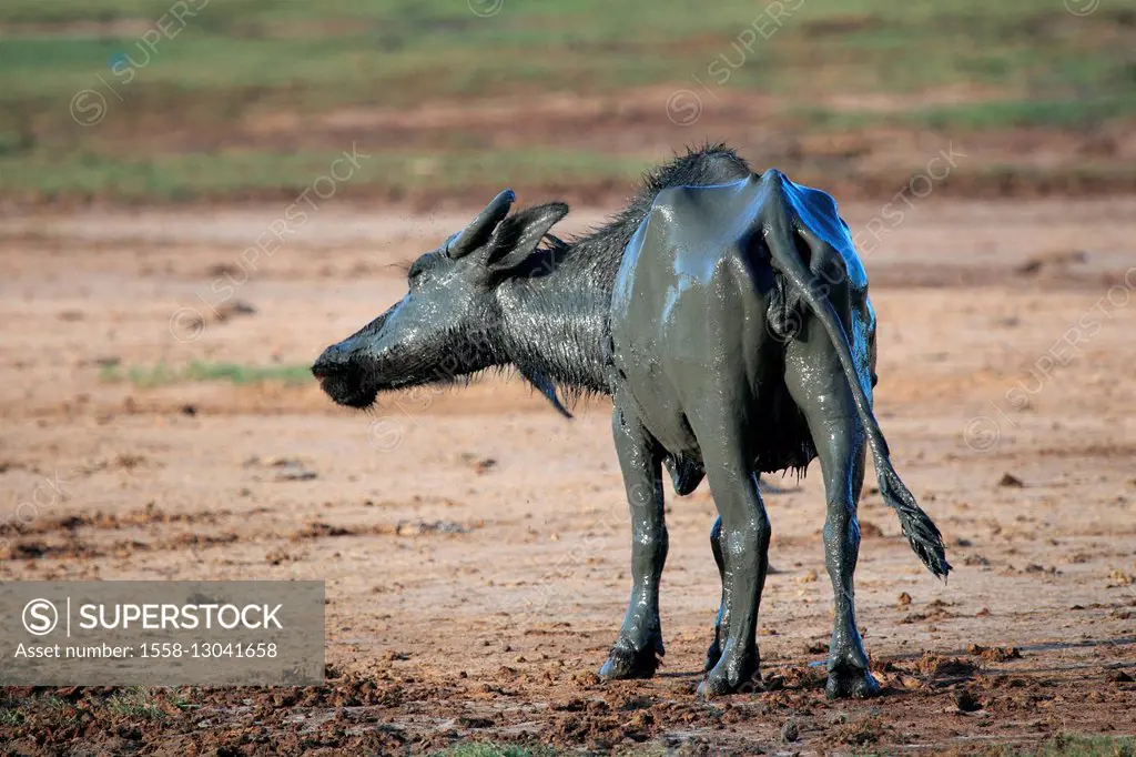 Water buffalo after the mud bath in the Yala National Park, Sri Lanka,
