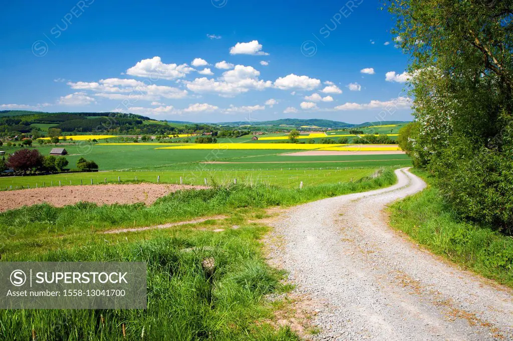 Germany, Lower Saxony, Solling, spring scenery,