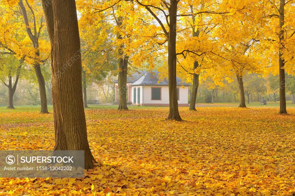Park, autumn, maple, Nilkheim, Acshaffenburg, Bavaria, Germany,
