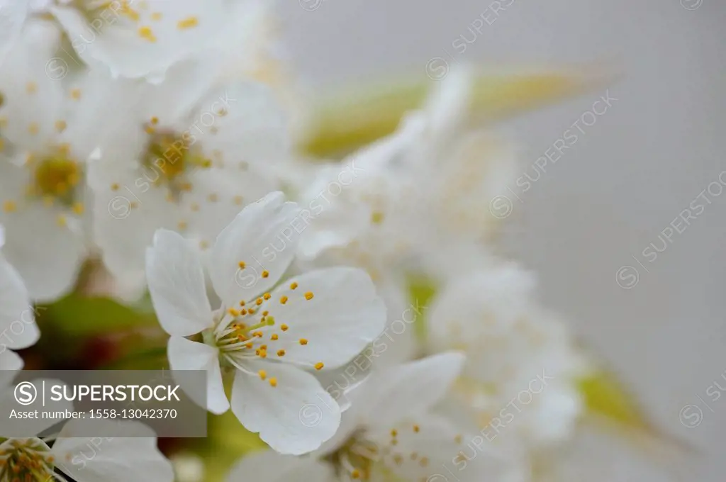 wild cherry, Prunus avium subsp. Duracina, blossom, spring,