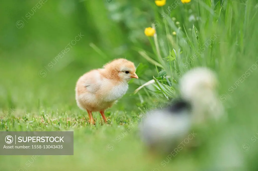 Domestic chicken, Gallus gallus domesticus, chick, meadow, frontal, standing