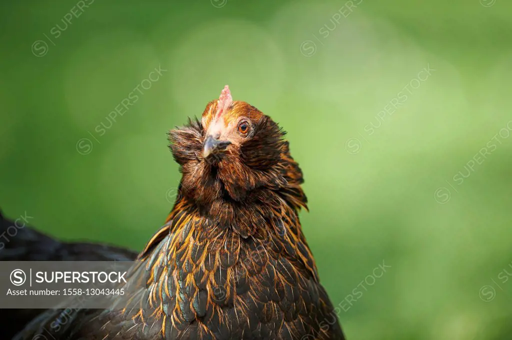 Domestic chicken, Gallus gallus domesticus, portrait, frontal, looking at camera