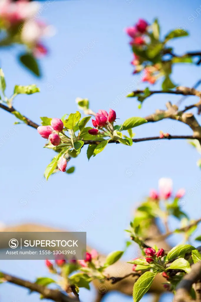 Apple blossoms