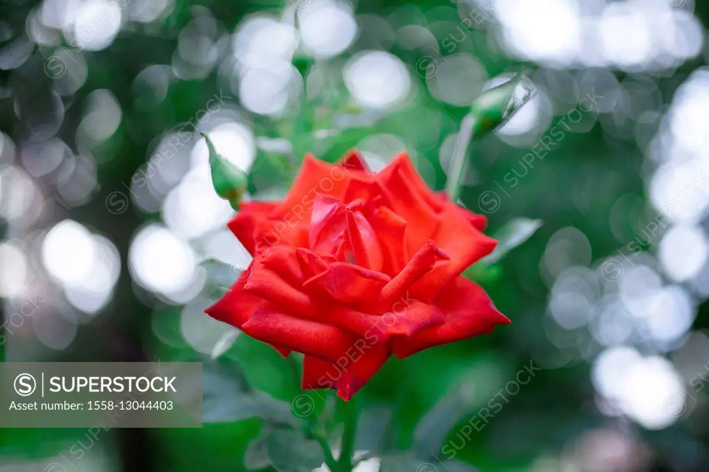 Rose blossom,