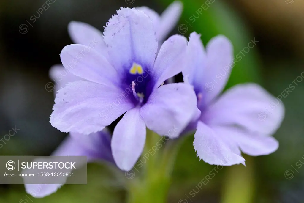 Water hyacinth, Eichhornia azurea, blossom,