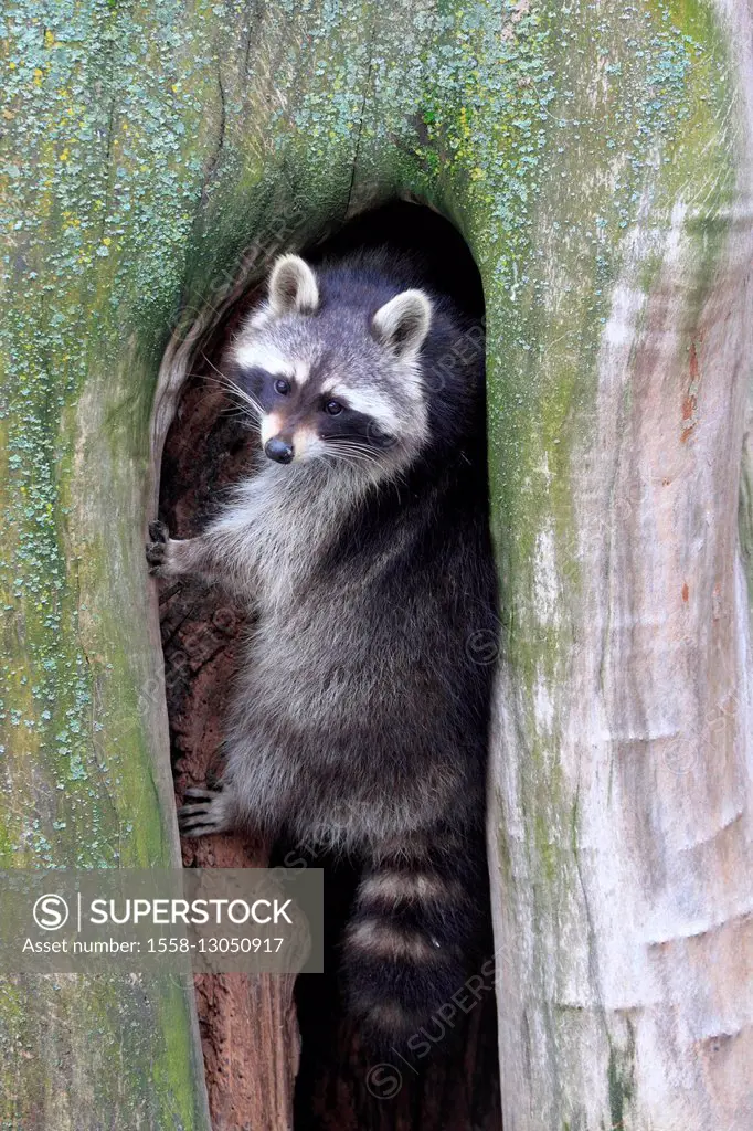Racoon is sitting in an old tree,