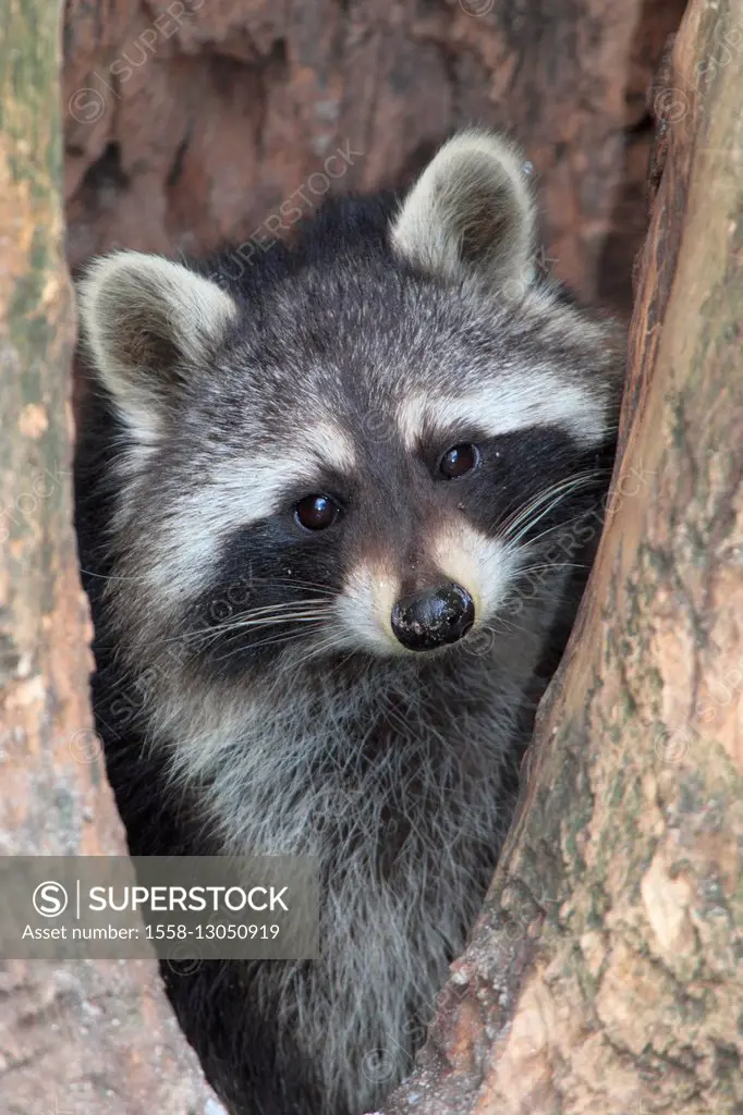 Racoon is sitting in an old tree,