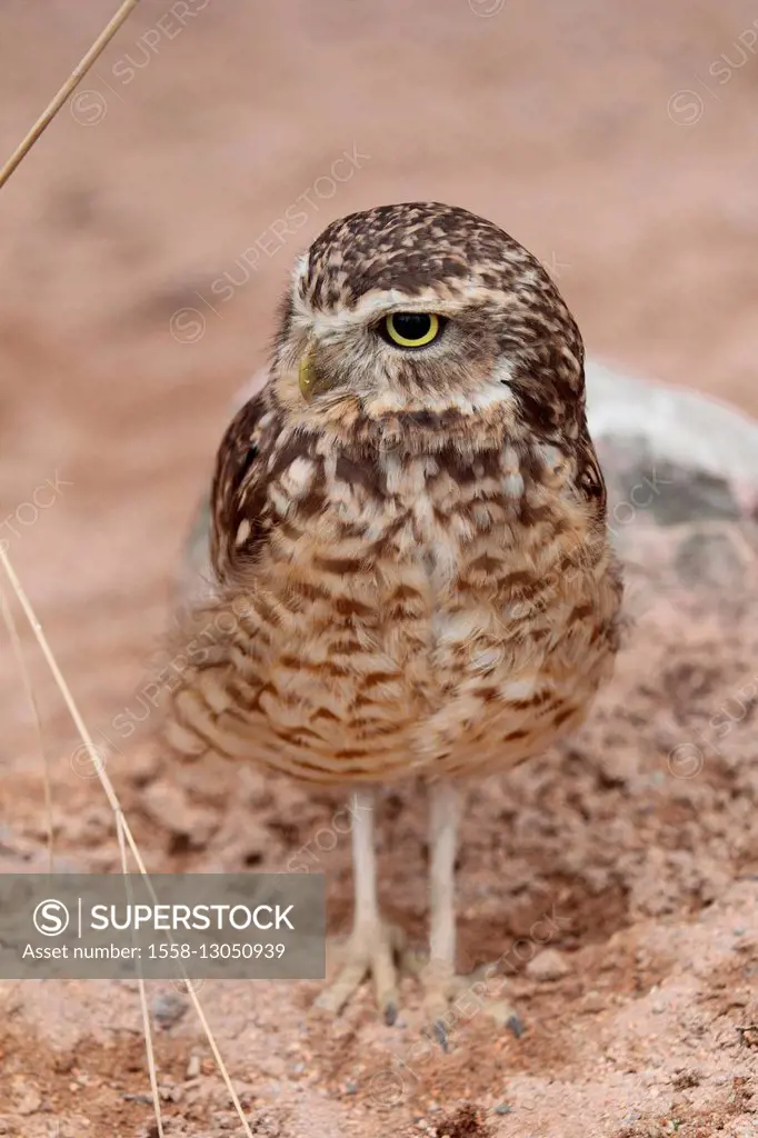 burrowing owl,