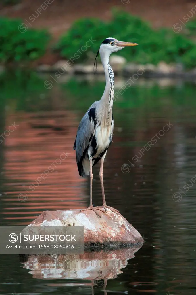Grey heron standing on a stone,