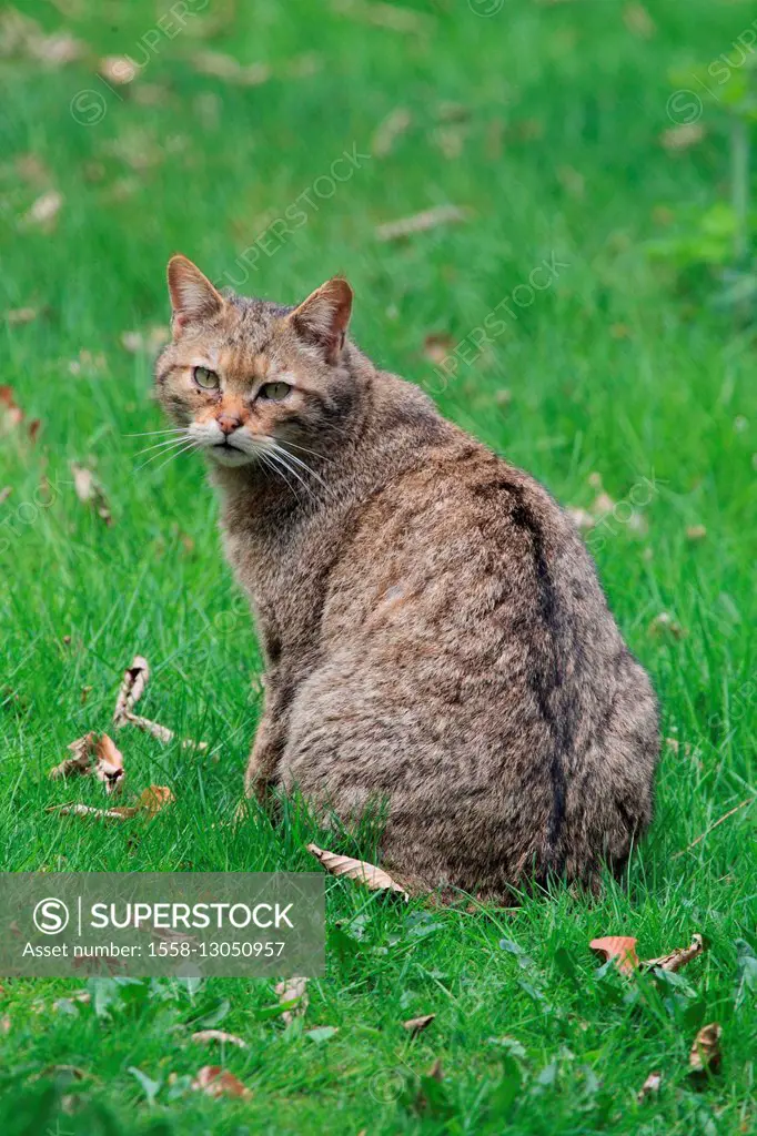 European wildcat is sitting in the grass,