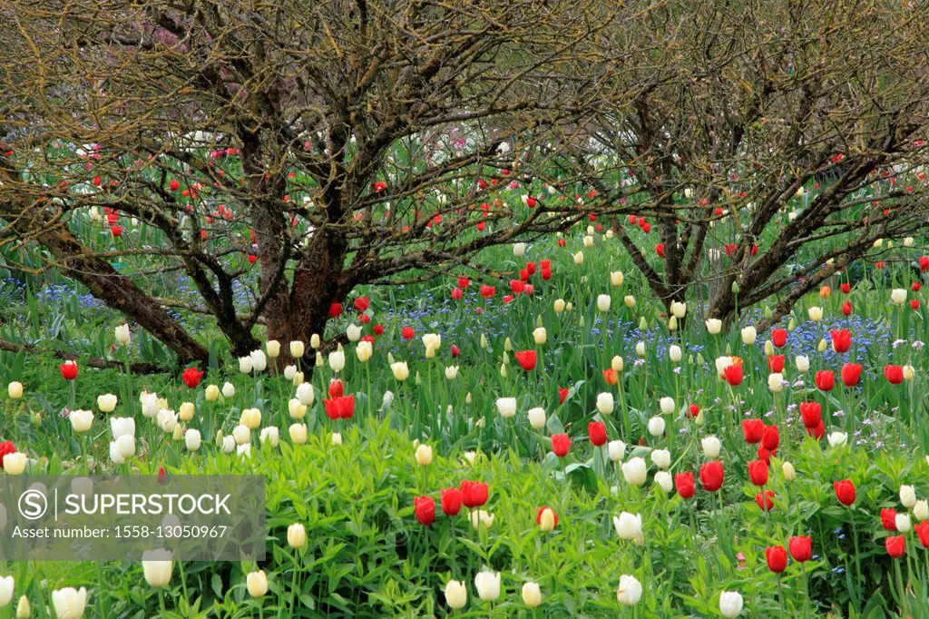 Garden with tulips in spring,