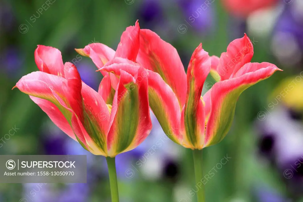 Garden tulips,