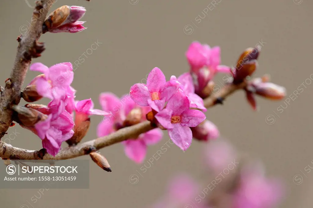 tintorell, Daphne mezereum, blossom,