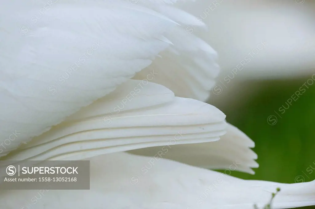Plumage of a mute swan, Cygnus olor,