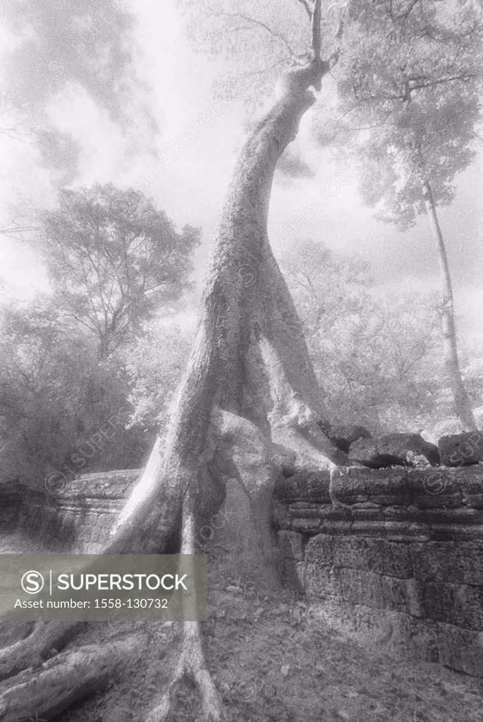 Cambodia, Angkor, Ta Prohm, detail, trees, roots, s/w,