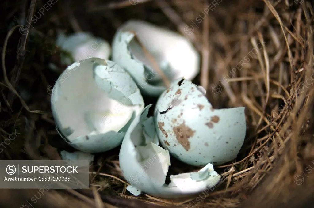 Bird nest, eggs,