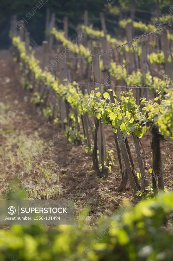 Hungary, vineyard, grapevines, dusk, North-Hungary, economy, agriculture, plants, useful plants, wine, cultivation, vines, vines, wine-growing-region,...