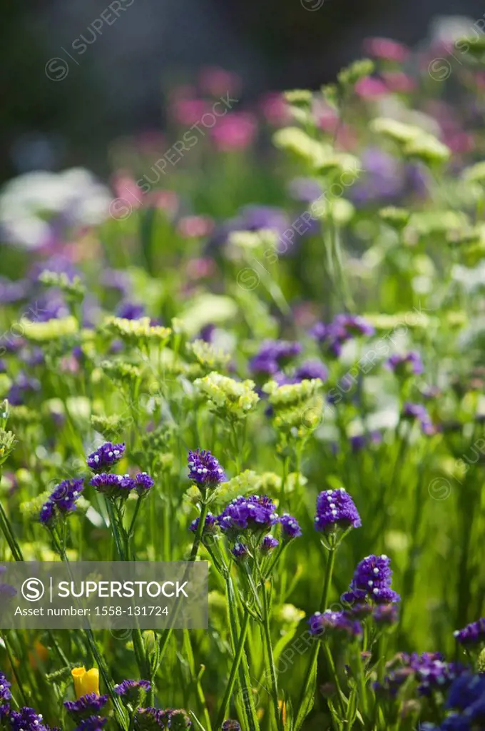 flower meadow, sea-lavenders, detail, Italy, island Sicily, Taormina, San Domenico Palace hotel, garden, hotel-garden, grounds, plants, flowers, bloom...