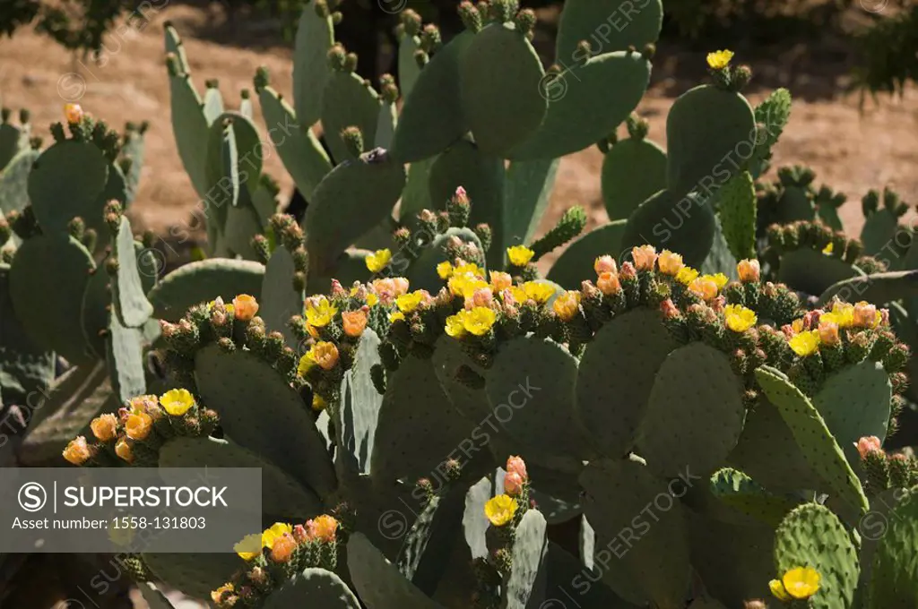 Fig-cactus, detail, blooming, Mediterranean-area, is in store cactus-plant, cactus, cacti, vegetation, yellow, sunny flora climate, heat, Mediterranea...