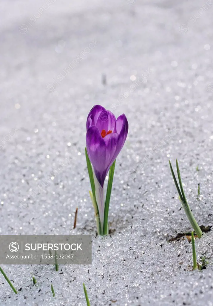 Spring-crocus, Crocus albiflorus, blooming, snow, plant, flower, crocus, jump Crocus spring-crocus iris-plants Iridaceae springtime-bloom, spring-flow...