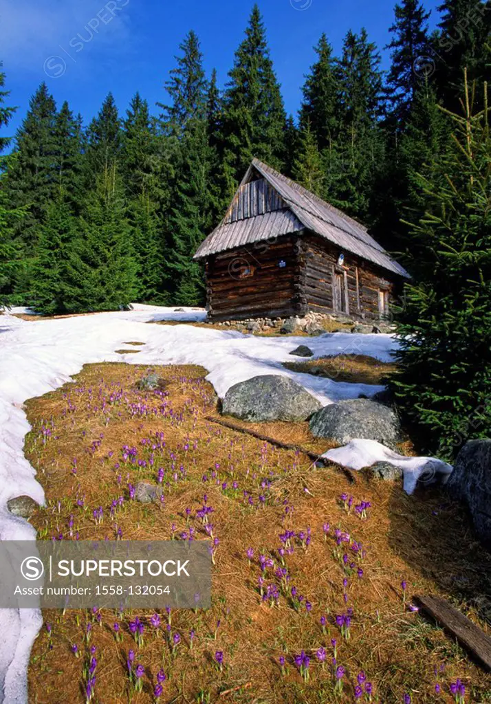Poland, Tatra National park, Chocholowska valley, wood-house, meadow, snow-fragments, crocuses, bloom, Eastern Europe, national-park, reservation, lit...
