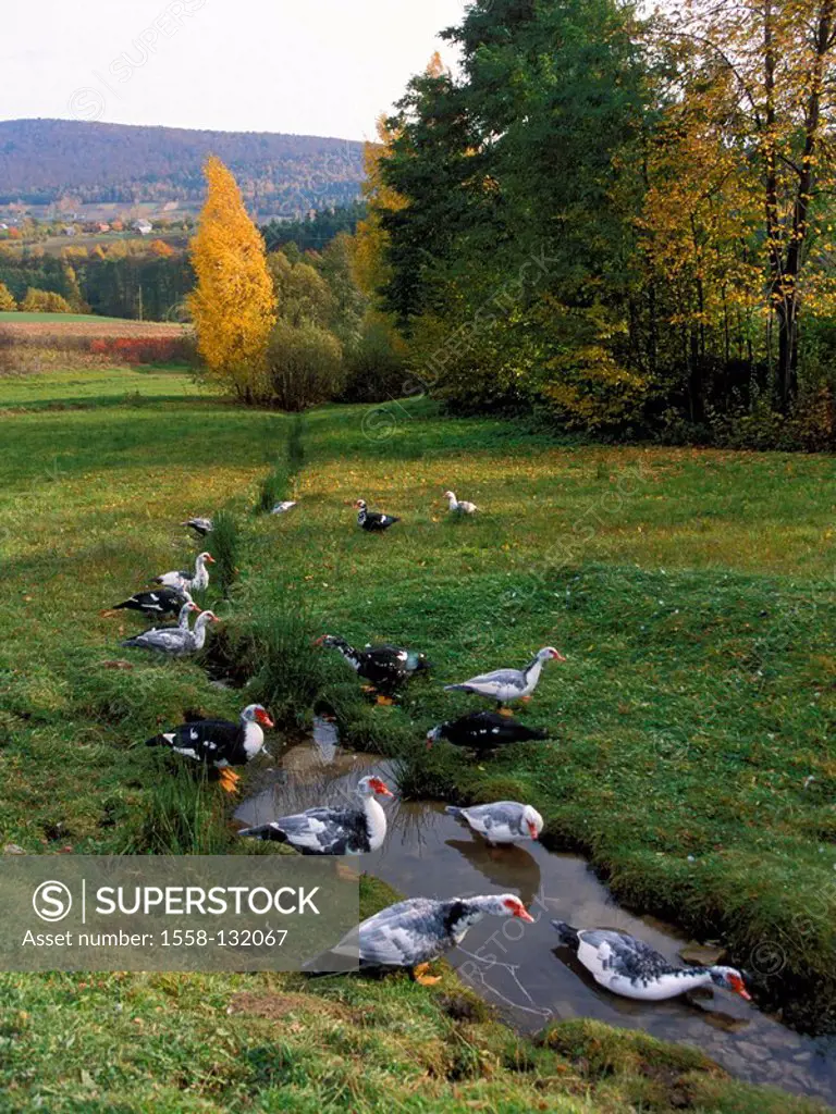 Meadow, brook, wart-ducks, Cairina moschata, Poland, bathes Swietokrzyski national-park, landscape nature fauna animals game-animals, birds, game-duck...