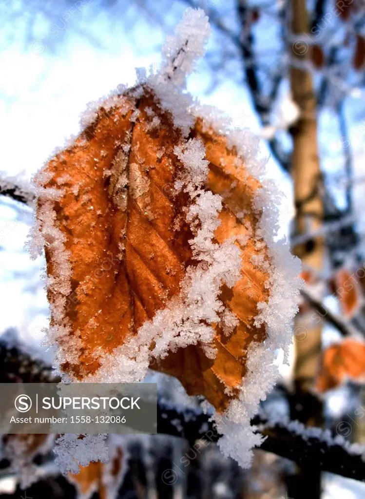 Fall foliage, leaf, frost, nature, botany, vegetation, season, winter, wintry, leaves, foliage, snow, ice, cold, froze outside,
