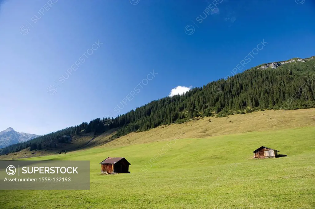 Austria, Vorarlberg, Arlberg, Lech-Zug, Alpine meadown, summer,