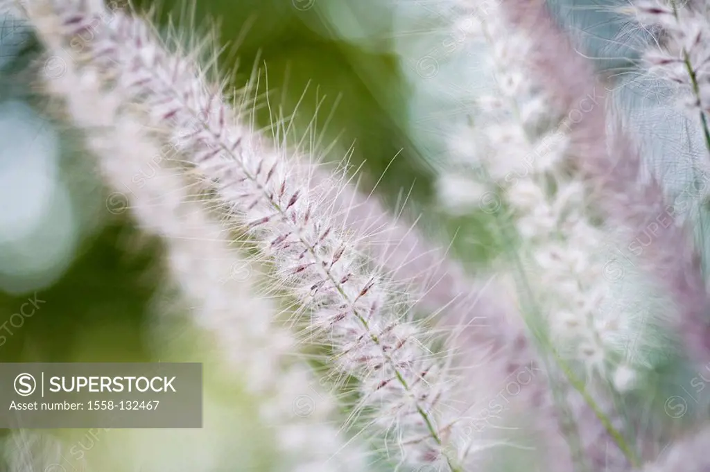 Ornament-grass, close-up