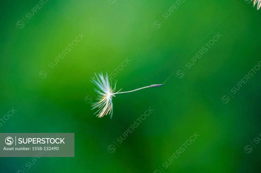 Dandelion, withers, breath-flower, flight-seeds, close-up,