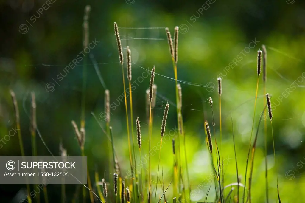 Indian summer, grass, Spinnfäden
