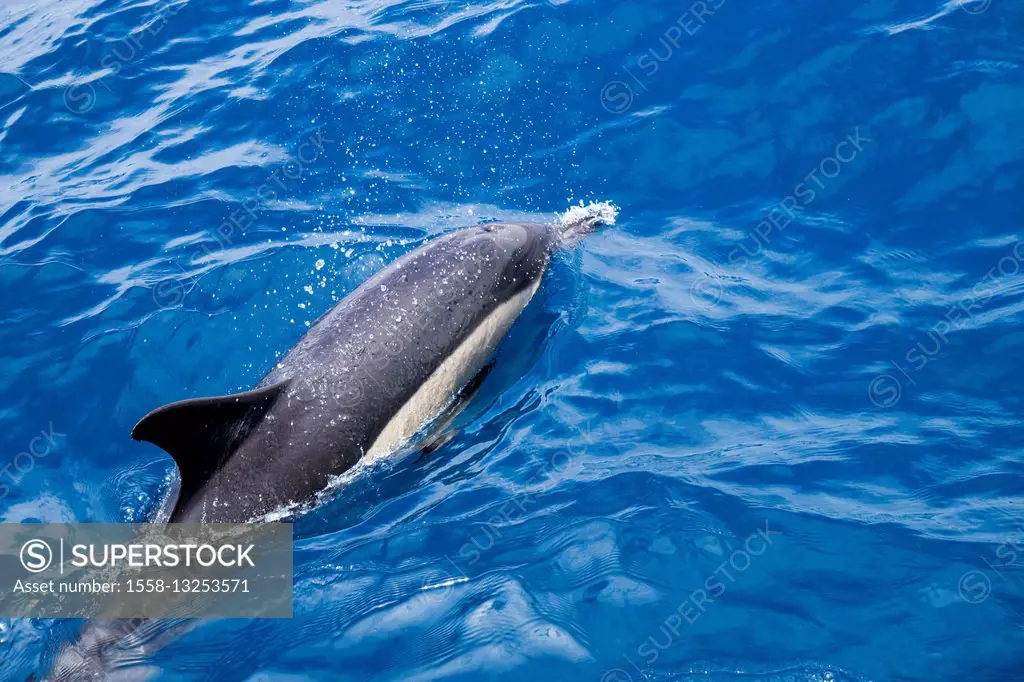 Common dolphin in the water, Delphinidae