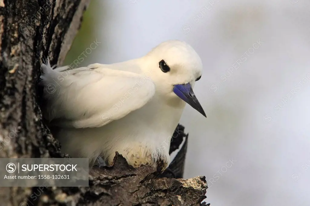 Log, White Tern, Gygis alba, broods, series, wildlife, knows Wildlife, animal, bird, wader, brood-care seagull-bird, tern, plumages, Fairy Tern, vigil...