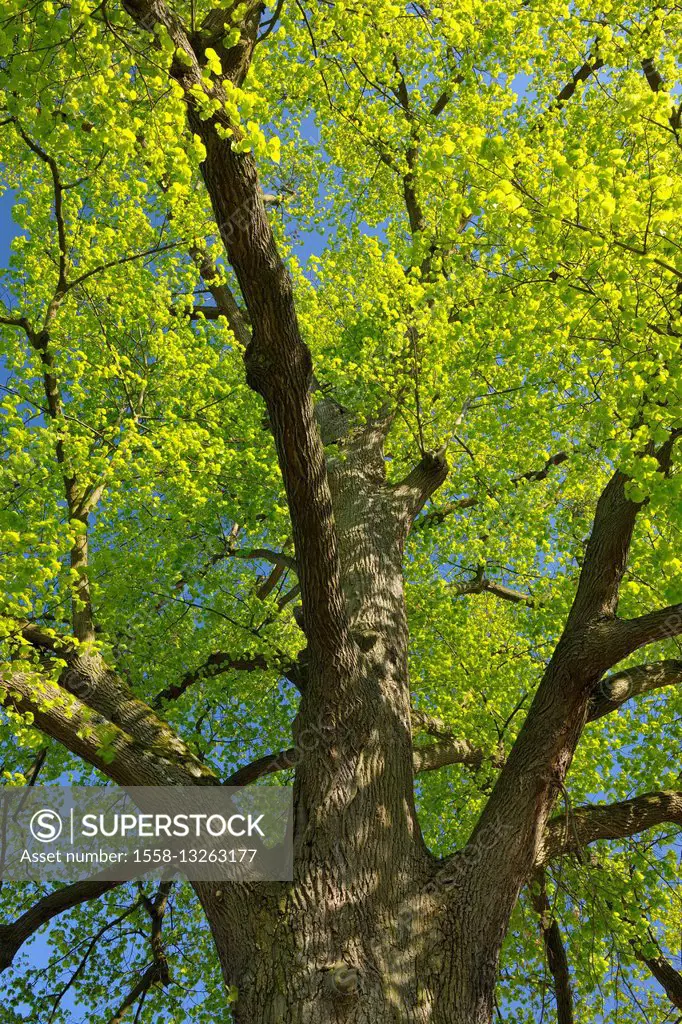 Lime Tree in Spring, Achern, Baden-Wurttemberg, Germany