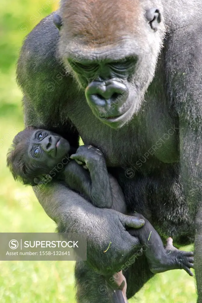 Zoo, lowland-gorilla, gorilla gorilla gorilla, young, detail, carries wildlife, animals mammals game-animals monkeys primates, primates, alto-world-mo...