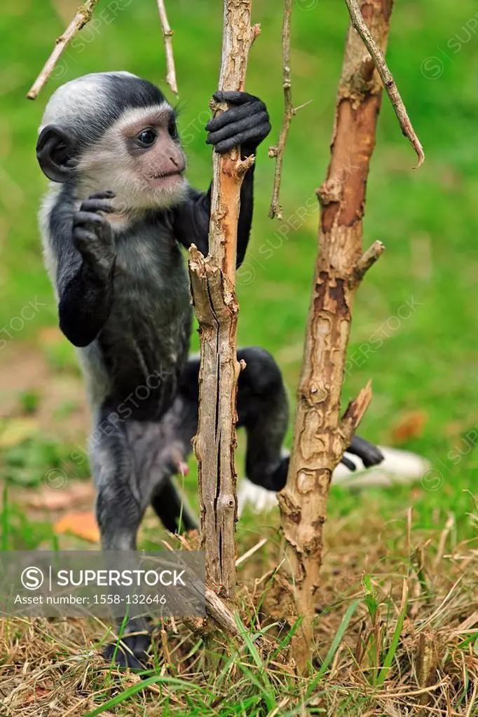 Zoo, Guerza, Colo-bus guereza, young, branches, branches, plays, climbs, wildlife, game-animal, animal, mammal, monkey, alto-world-monkey, slim-monkey...