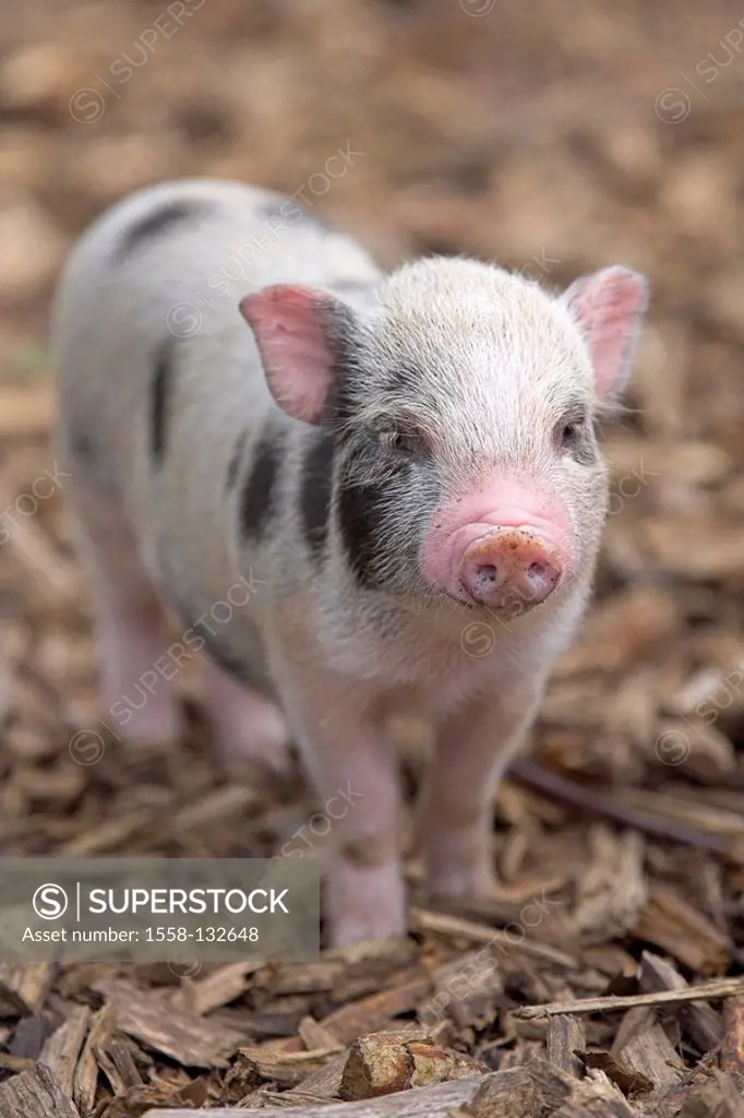 Stall, Hängebauchschwein, piglets, animal, mammal, pig, young, young, stall-animal, usefulness-animal, house-pig, interior,