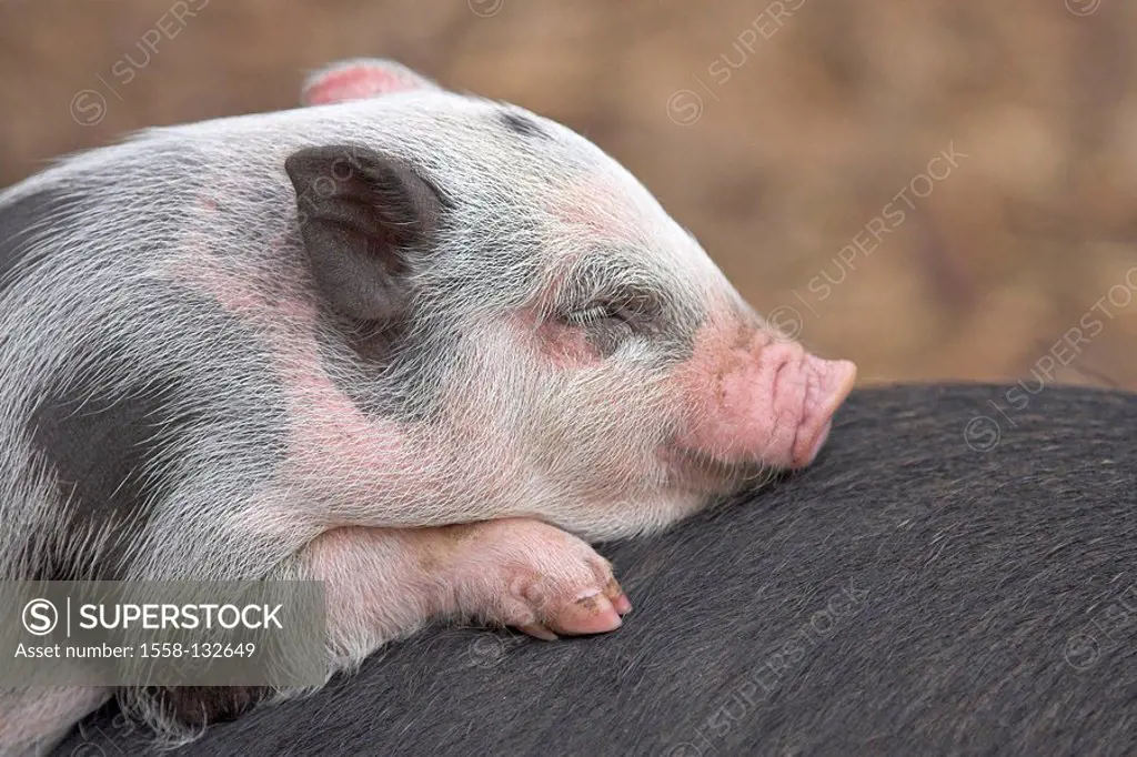 Stall, Hängebauchschwein, piglets, detail, animal, mammal, pig, young, young, stall-animal, usefulness-animal, house-pig, interior,