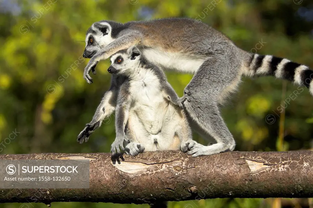 Animals play zoo, branch, Kattas, Lemur catta, wildlife, mammals pricouples pricouples semi-monkeys Lemuren, Ring-tailed lemur, zoo-animals, outside,