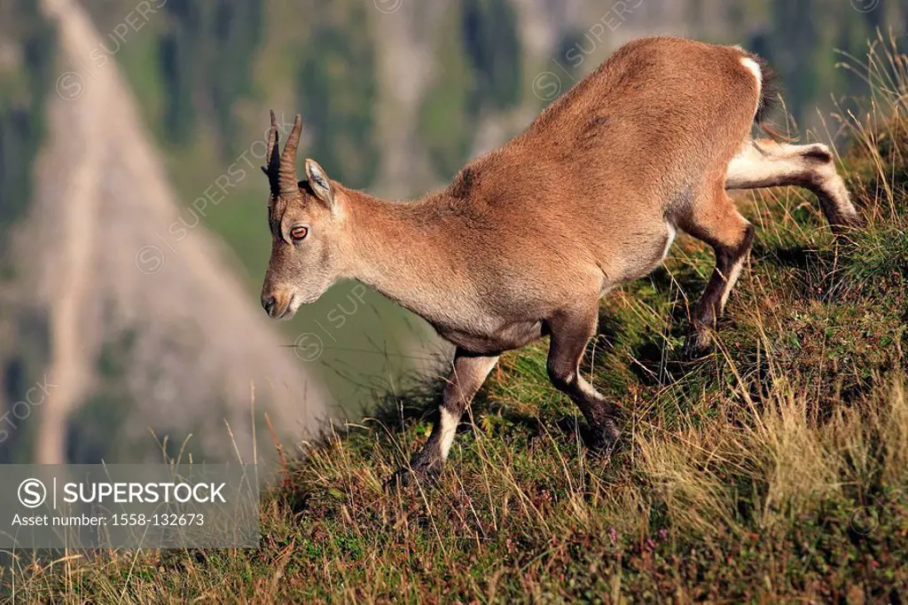 Mountains, Alpine Ibex, Capra ibex ibex, at the side, wildlife, Wildlife, animal, mammal, cloven hoofed animal, horn-bearers, ibex, Capra hircus ibex,...